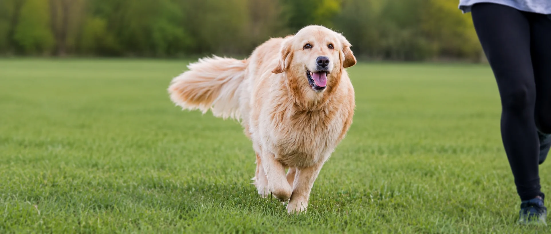 10 Signs Your Dog Is Happy and Healthy